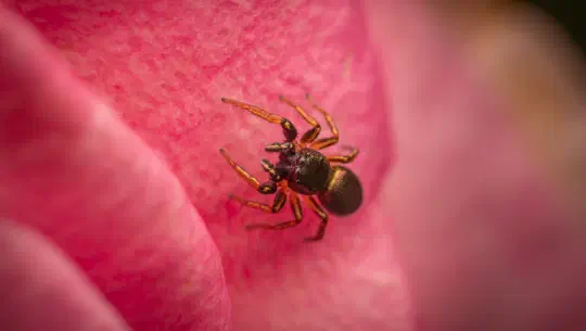 Die Springerin und der Algorithmus