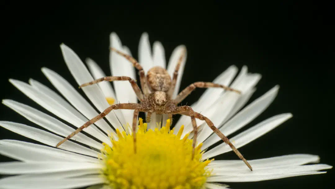 Ein Lied im Blätterrascheln