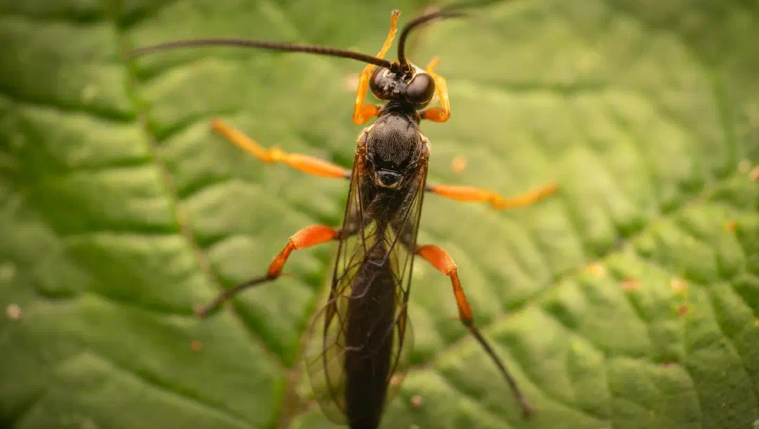 Den großen Ruhm knapp verpasst – aber ich freue mich trotzdem!