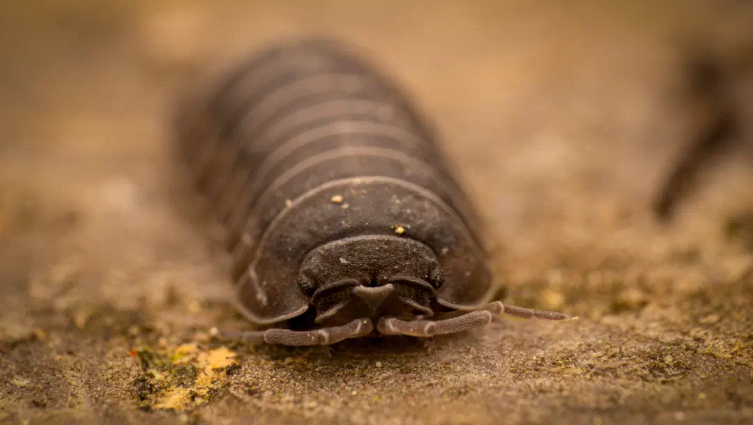 Konny and the blues — Tagebuch eines 26-Beiners