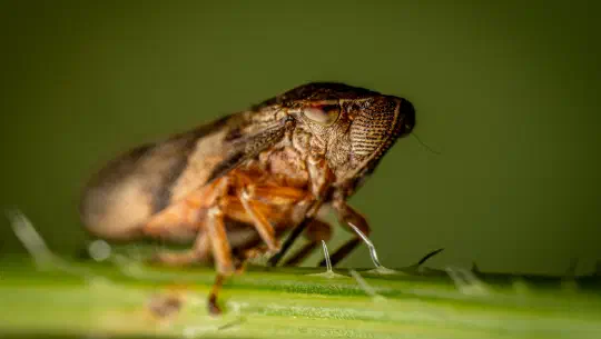 Kinderleicht erklärt — Wie Insekten mit ihrer Umwelt sprechen