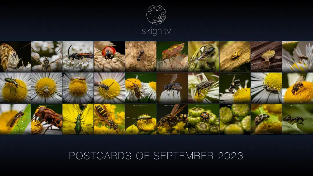 Erster Monat „Kleine Wesen – große Verantwortung“