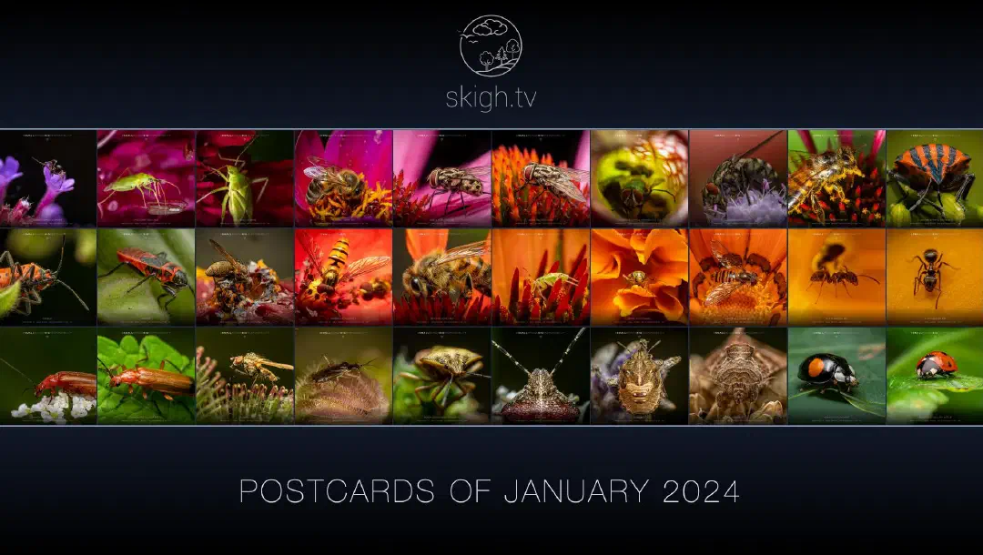 Im Januar auf skigh.tv