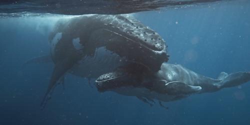 Buckelwalkuh und ihr Kalb kuscheln