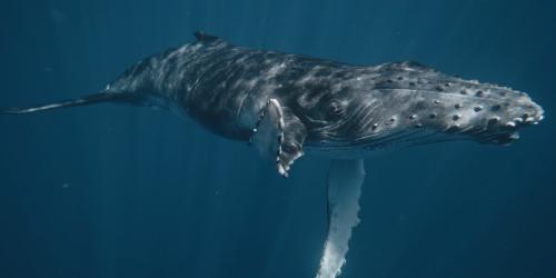 Buckelwal winkt uns zu