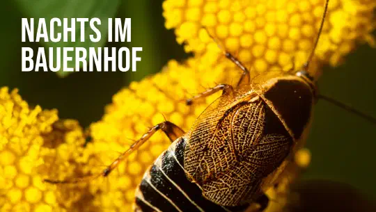 Episode 4: Nachts im Bauernhof