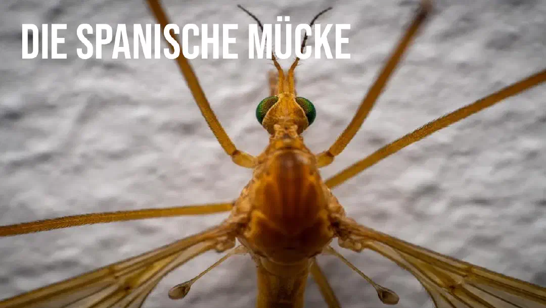 Episode 8: Die spanische Mücke