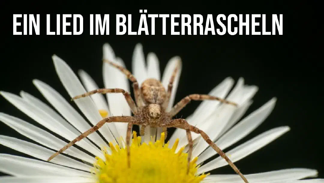 Episode 9: Ein Lied im Blätterrascheln